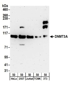 Rabbit anti-DNMT3A Antibody