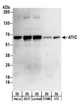 ATIC Antibody