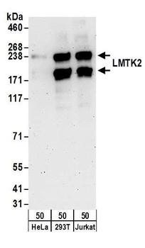 Rabbit anti-LMTK2 Antibody