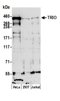 Rabbit anti-TRIO Antibody