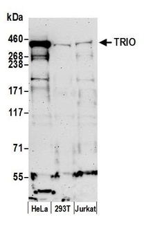 TRIO Antibody