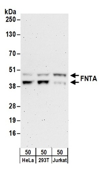 FNTA Antibody