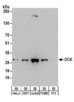 DCK Antibody
