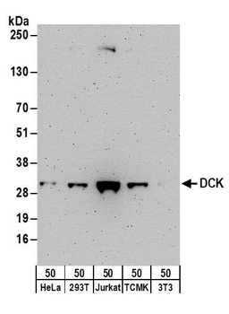 Rabbit anti-DCK Antibody