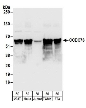 CCDC76 Antibody