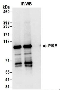 Rabbit anti-PIKE Antibody