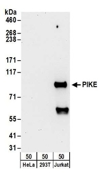 Rabbit anti-PIKE Antibody