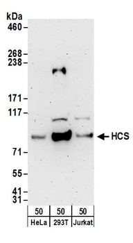 HCS Antibody
