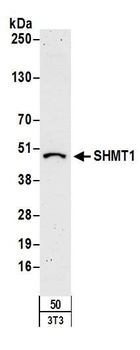 SHMT1 Antibody