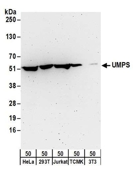 Rabbit anti-UMPS Antibody