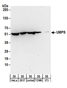 UMPS Antibody