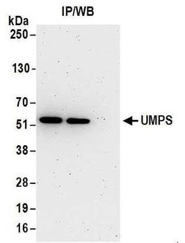 Rabbit anti-UMPS Antibody