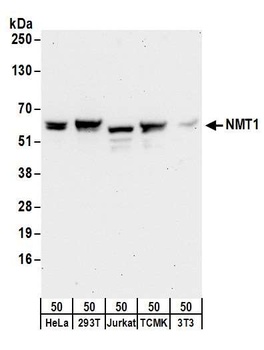 NMT1 Antibody