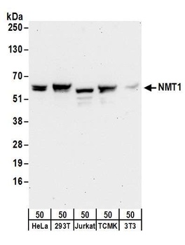 Rabbit anti-NMT1 Antibody