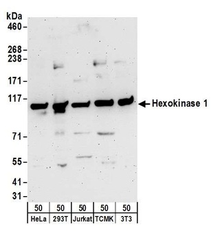 Hexokinase 1 Antibody