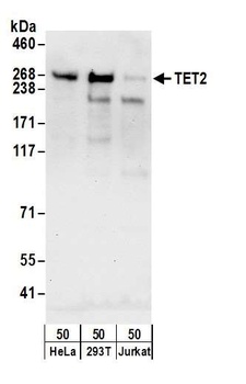 TET2 Antibody