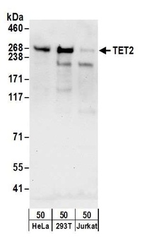 Rabbit anti-TET2 Antibody