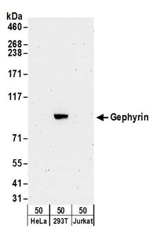 Gephyrin Antibody
