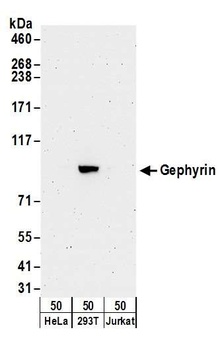 Rabbit anti-Gephyrin Antibody