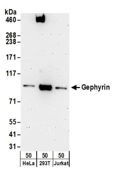 Rabbit anti-Gephyrin Antibody