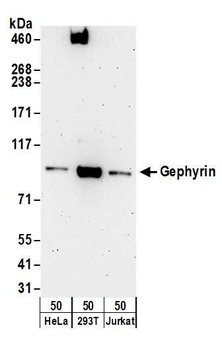 Gephyrin Antibody