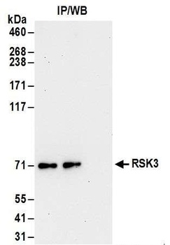Rabbit anti-RSK3 Antibody