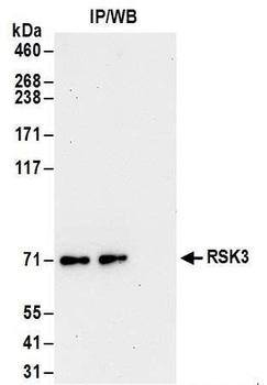RSK3 Antibody