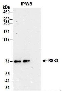 Rabbit anti-RSK3 Antibody