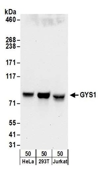 GYS1 Antibody