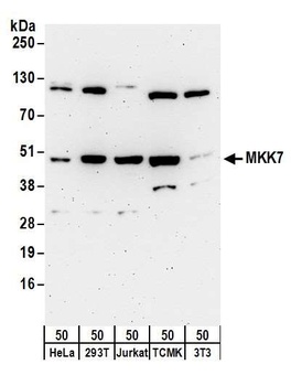 MKK7 Antibody