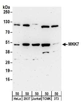 Rabbit anti-MKK7 Antibody