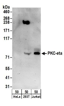Rabbit anti-PKC-eta Antibody