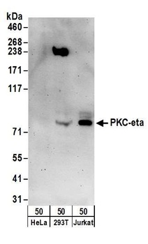 PKC-eta Antibody