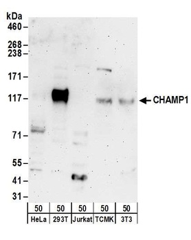 CHAMP1 Antibody