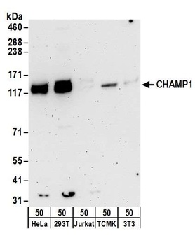 CHAMP1 Antibody