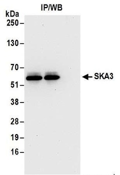 SKA3 Antibody