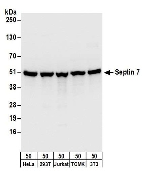 Septin 7 Antibody