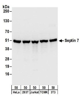 Rabbit anti-Septin 7 Antibody