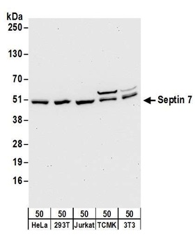 Septin 7 Antibody