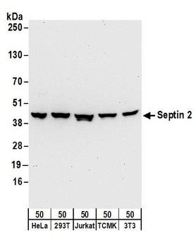 Septin 2 Antibody