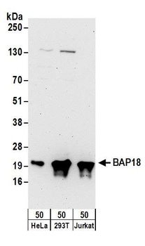 BAP18 Antibody