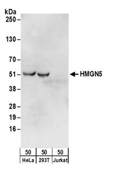Rabbit anti-HMGN5 Antibody