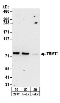 TRMT1 Antibody