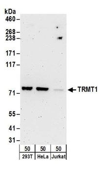 Rabbit anti-TRMT1 Antibody