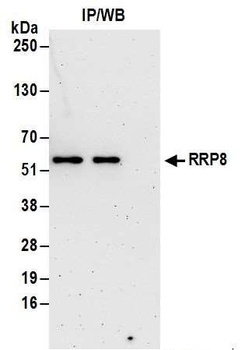 Rabbit anti-RRP8 Antibody