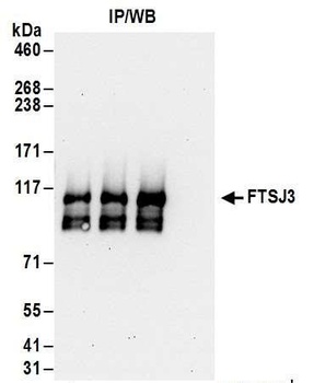 Rabbit anti-FTSJ3 Antibody