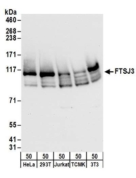 Rabbit anti-FTSJ3 Antibody