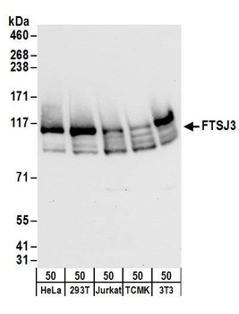 FTSJ3 Antibody