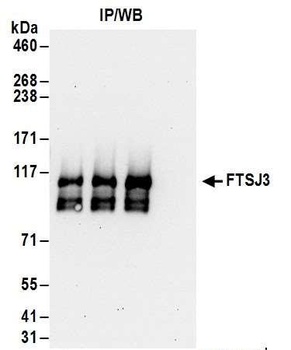 Rabbit anti-FTSJ3 Antibody
