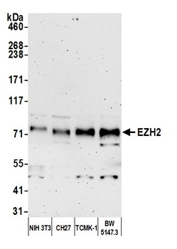 Rabbit anti-EZH2 Antibody
